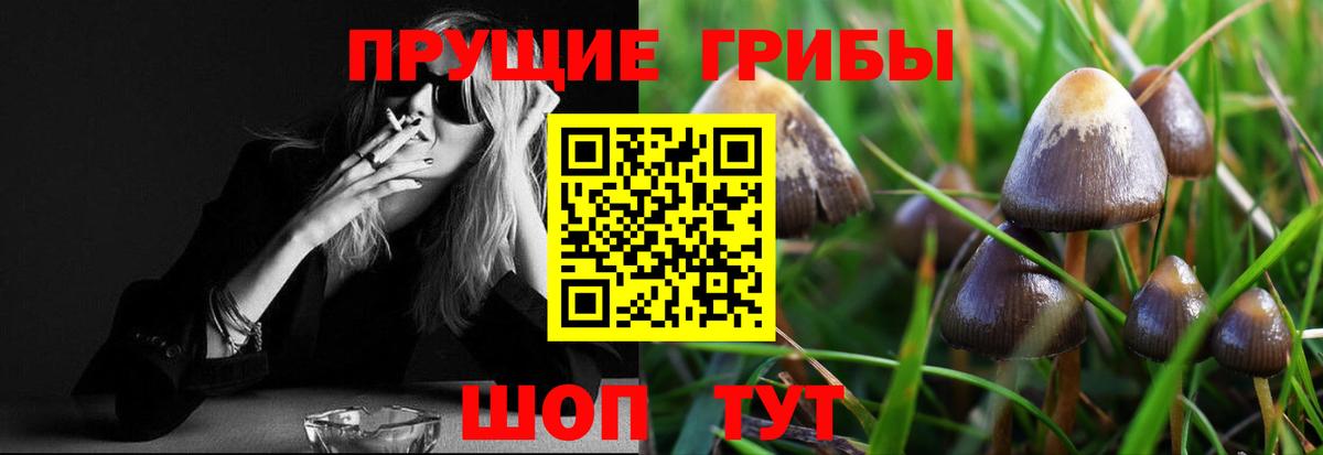 Псилоцибиновые грибы Cubensis Заводоуковск